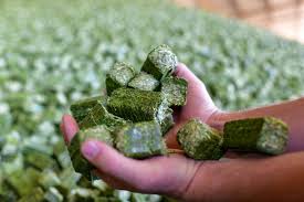 Dalton Alfalfa Cubes, 50lb